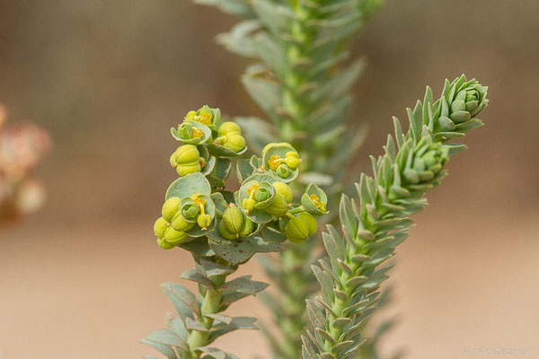 Euphorbe maritime ou Euphorbe des sables — Euphorbia paralias L., 1753, (Parc national de Souss-Massa, Sidi Binzarne, Maroc, le 01/02/2023)