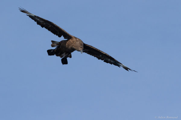 Grand Labbe — Stercorarius skua (Brünnich, 1764), (Saint-Jean-de-Luz (64), France, le 17/10/2020)
