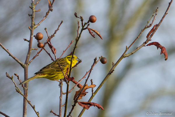Bruant jaune — Emberiza citrinella Linnaeus, 1758, (Malguénac (56), France, le 20/02/2017)