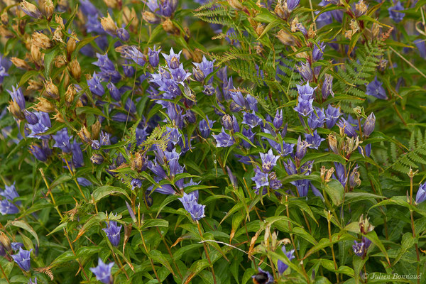 Gentiane asclépiade — Gentiana asclepiadea L., 1753, (plateau du Coscione, Aullène (2B), France, le 07/09/2019)