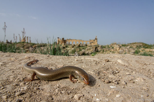 Scinque maure — Chalcides polylepis Boulenger, 1890, (Site archéologique de Volubilis, Fertassa (Fès-Meknès), Maroc, le 22/02/2023)
