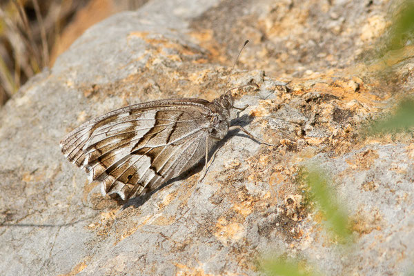 Chevron blanc — Hipparchia fidia (Linnaeus, 1767), (Pyrénées orientales (66), France, le 12/07/2023)
