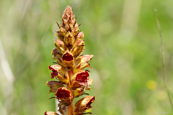 Orobanche grêle — Orobanche gracilis Sm., 1798, (Auch (32), France, le 05/05/2022)