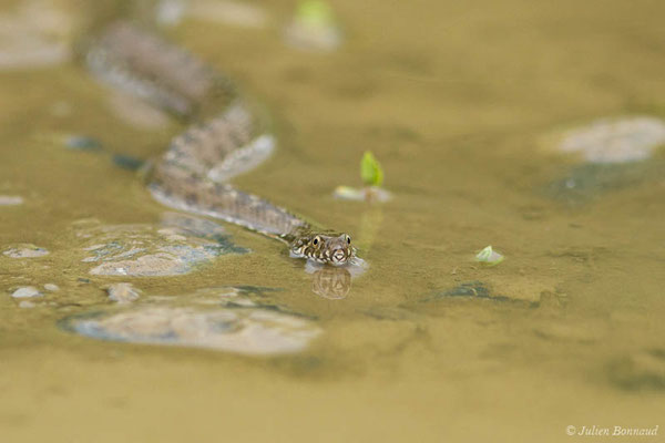 Couleuvre vipérine — Natrix maura (Linnaeus, 1758)