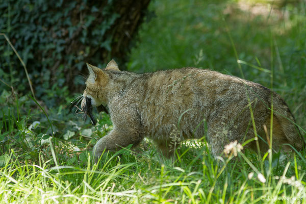 Chat forestier – Felis silvestris Schreber, 1775, (adulte), (Zoodycée, Chizé (79), France, le 12/06/2021)