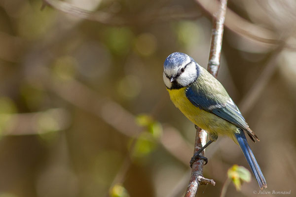 Mésange bleue – Cyanistes caeruleus (Linnaeus, 1758), (adulte) (Etsaut (64), France, le 11/04/2022)