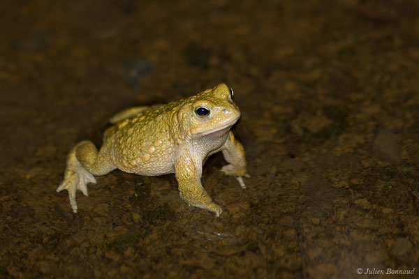 Crapaud calamite — Epidalea calamita (Laurenti, 1768)
