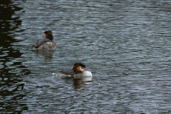 Grèbe huppé — Podiceps cristatus (Linnaeus, 1758), (adulte en plumage nuptial) (réserve ornithologique du Teich (33), France, le 23/01/2018)