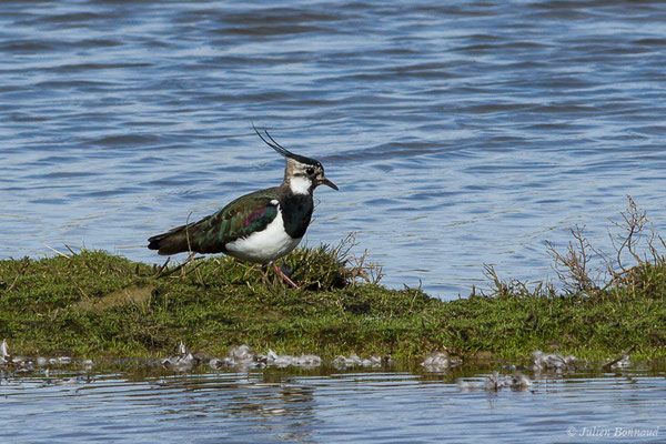 Vanneau huppé — Vanellus vanellus (Linnaeus, 1758), (Réserve ornithologique du Teich (33), France, le 15/02/2021)