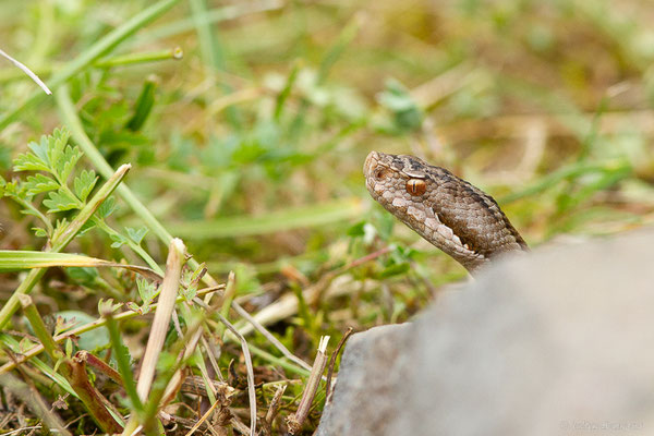 Vipère aspic de Zinniker – Vipera aspis zinnikeri (Kramer, 1958), (Borce (64), France, le 18/05/2024)