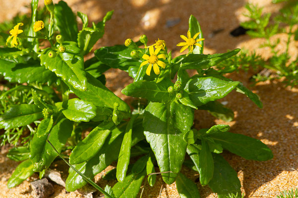 Séneçon à feuilles de marguerite — Senecio leucanthemifolius Poir., 1789 [nom. cons.], (Oualidia (Casablanca-Settat), Maroc, le 21/01/2022)