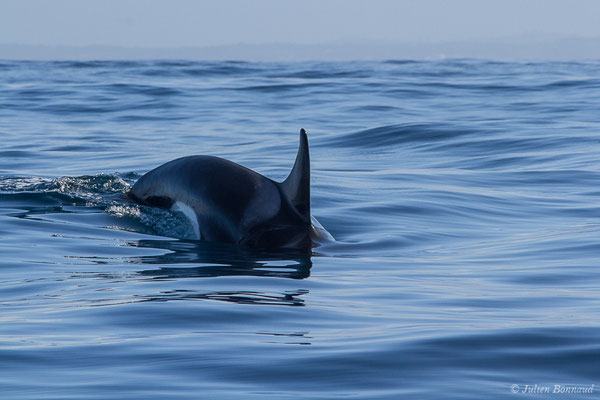 Orque ou Épaulard – Orcinus orca (Linnaeus, 1758), (Saint-Jean-de-Luz (64), France, le 05/10/2019)