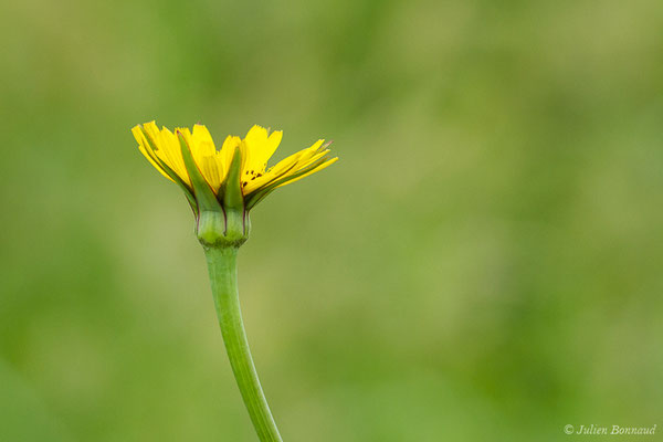 Salsifis des prés — Tragopogon pratensis L., 1753, (Lacq (64), France, le 24/04/2019)