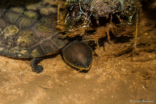 Tortue de Schweigger ou Tortue à tête de crapaud — Mesoclemmys nasuta (Schweigger, 1812), (mine d'or Dorlin, Maripassoula, le 25/05/2017)