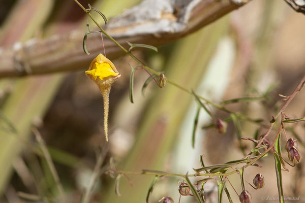 Kickxia heterophylla (Schousb.) Dandy, (Parc national de Souss-Massa, Sidi Binzarne, Maroc, le 02/02/2023)