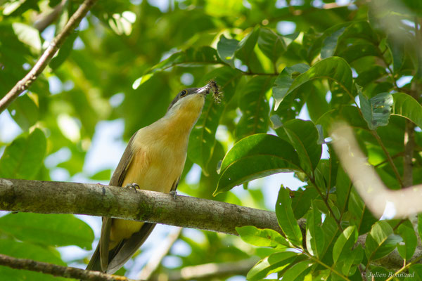 Coulicou de Vieillot — Coccyzus melacoryphus Vieillot, 1817
