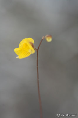 Utricularia hispida (Centre Spatial Guyanais, Kourou, le 12/05/2014)