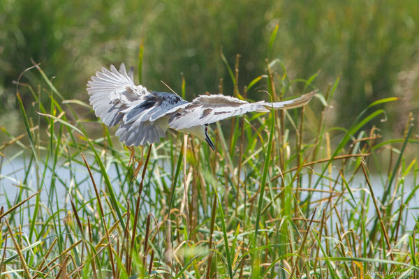 Bihoreau gris — Nycticorax nycticorax (Linnaeus, 1758)
