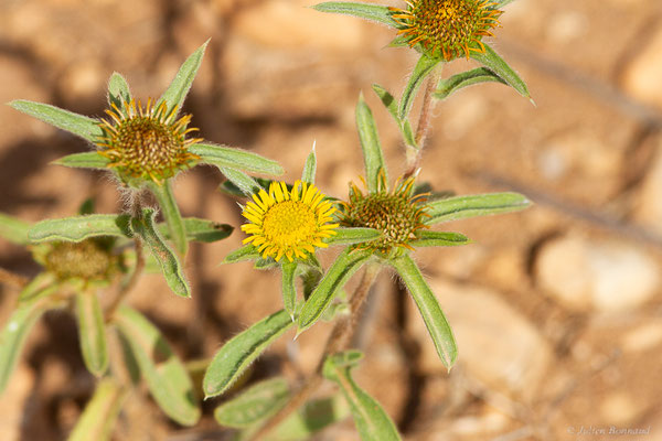 Astérolide épineuse — Pallenis spinosa (L.) Cass., 1825