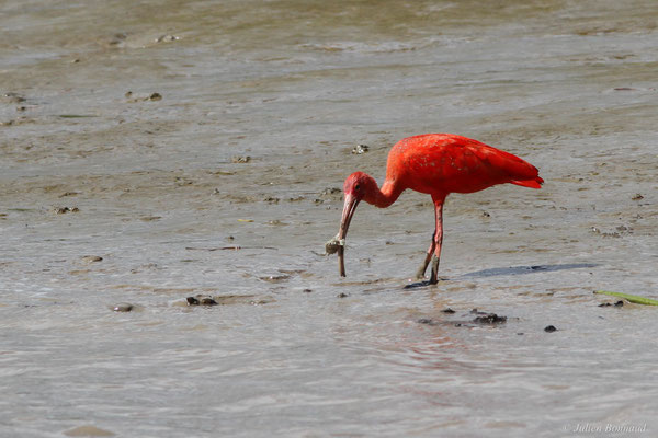 Ibis rouge — Eudocimus ruber (Linnaeus, 1758), (Dégrad des Cannes, Remire-Montjoly, Guyane, le 08/11/2015)