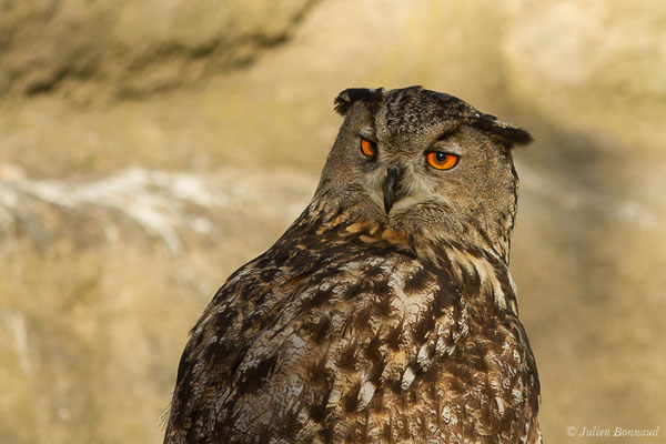 Grand-duc d'Europe — Bubo bubo (Linnaeus, 1758), (Parc ornithologique de Pont de Gau (13), France, le 20/02/2020)