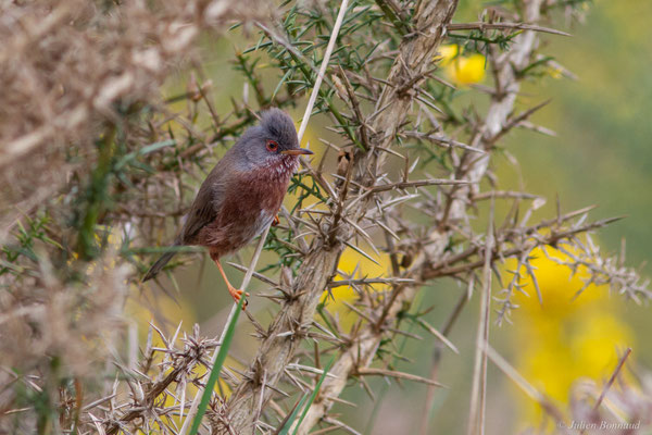 Fauvette pitchou — Curruca undata (Boddaert, 1783), (Saint-Martin-d'Oney (40), France, le 17/04/2025)