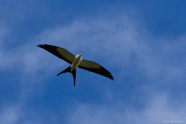 Naucler à queue fourchue — Elanoides forficatus (Linnaeus, 1758), (Mana, Guyane, le 19/12/2016)