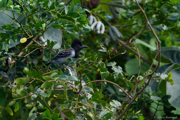Batara huppé — Sakesphorus canadensis (Linnaeus, 1766), (Mana, Guyane, le 19/08/2016)