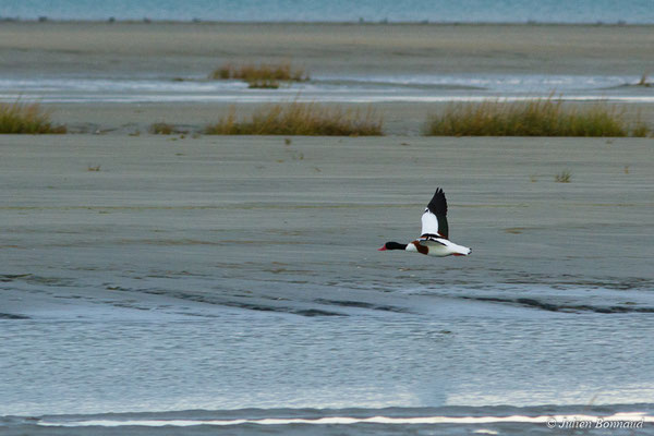 Tadorne de Belon — Tadorna tadorna (Linnaeus, 1758), (Baie de Saint-Brieuc, Hillion (22), France, le 24/11/2017)