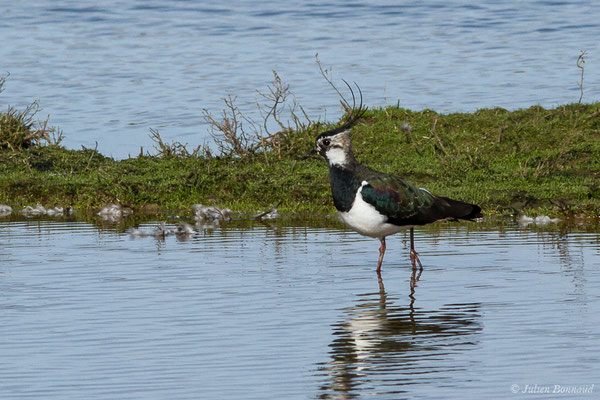 Vanneau huppé — Vanellus vanellus (Linnaeus, 1758), (Réserve ornithologique du Teich (33), France, le 15/02/2021)