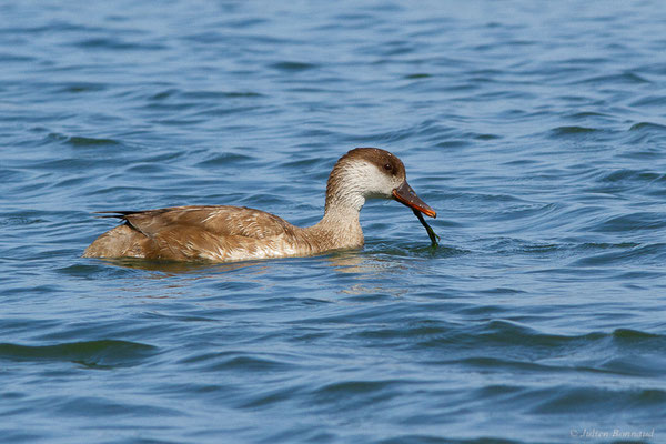 Nette rousse — Netta rufina (Pallas, 1773), (Parc Naturel du Delta de l'Ebre (Catalogne), Espagne, le 05/06/2022)
