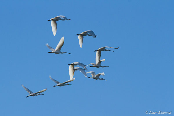 Spatule blanche — Platalea leucorodia Linnaeus, 1758, (adultes) (réserve ornithologique du Teich (33), France, le 24/01/2018)