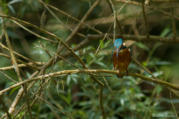 Martin-pêcheur d'Europe (Alcedo atthis) (Duhort-Bachen (40), France, le 06/06/2019)