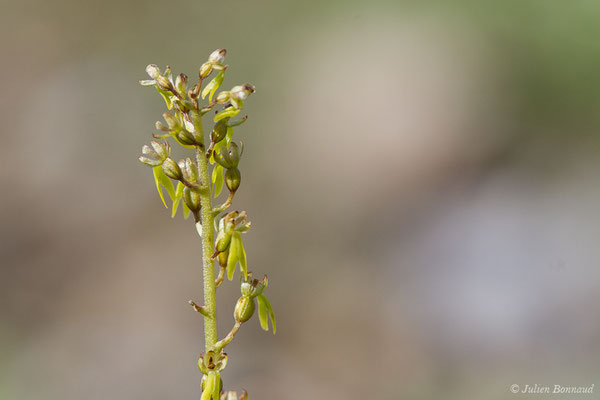 Grande Listère — Neottia ovata (L.) Bluff & Fingerh., 1837