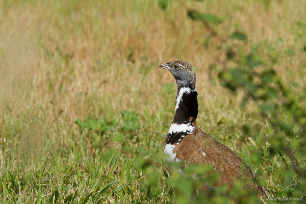 Outarde canepetière – Tetrax tetrax (Linnaeus, 1758), (Zoodyssée, Chizé (79), France, le 12/06/2021)