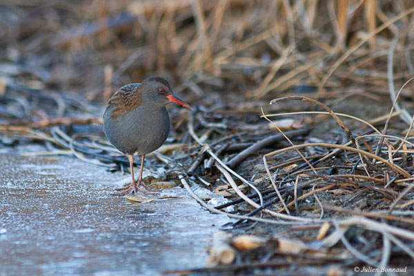 Râle d'eau — Rallus aquaticus Linnaeus, 1758, (Lac de Mison (04), France, le 23/12/2021)