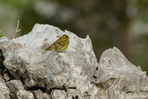Serin cini — Serinus serinus (Linnaeus, 1766), (La Pierre Saint-Martin (64), France, le 18/05/2020)