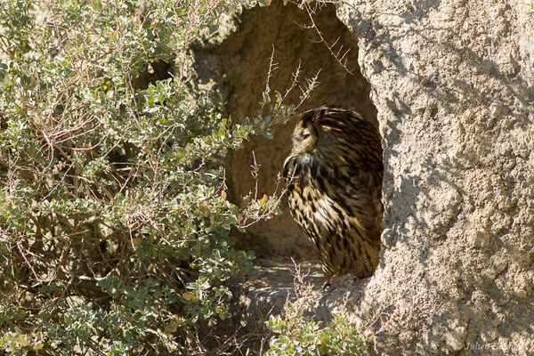 Grand-duc d'Europe — Bubo bubo (Linnaeus, 1758), (Parc ornithologique de Pont de Gau (13), France, le 20/02/2020)