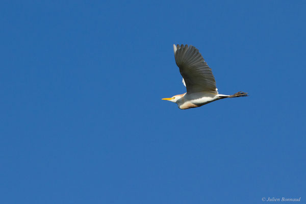 Héron garde-boeufs — Bubulcus ibis (Linnaeus, 1758), (adulte), (Saligue d'Artix (64), France, le 15/08/2019)