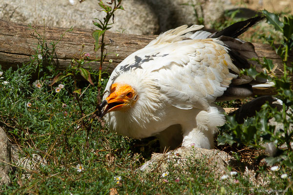 Vautour percnoptère — Neophron percnopterus (Linnaeus, 1758), (adulte) (Par animalier des Pyrénées, Argelès-Gazost (65), France, le 18/09/2022)