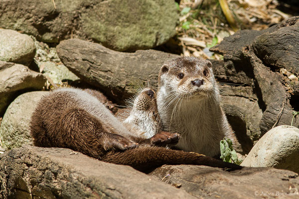 Loutre d'Europe — Lutra lutra (Linnaeus, 1758), (Parc animalier des Pyrénées, Argelès-Gazost (65), France, le 19/07/2020)