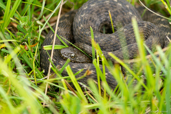 Couleuvre vipérine — Natrix maura (Linnaeus, 1758)
