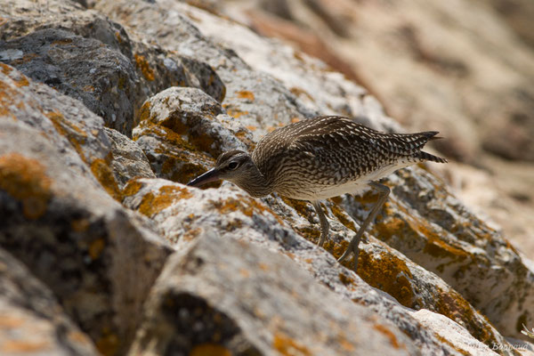 Courlis corlieu — Numenius phaeopus (Linnaeus, 1758), (Lagos (Faro), (Algarve), Portugal, le 30/08/2018)