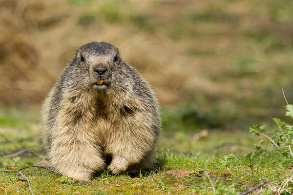 Marmotte des Alpes, Marmotte — Marmotta marmotta (Linnaeus, 1758), (Parc animalier des pyrénées, Argelès-Gazost (65), France, le 01/04/2018)