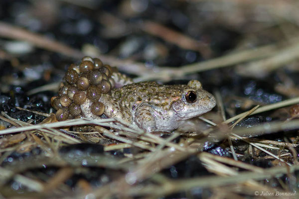Alyte accoucheur ou Crapaud accoucheur — Alytes obstetricans (Laurenti, 1768)