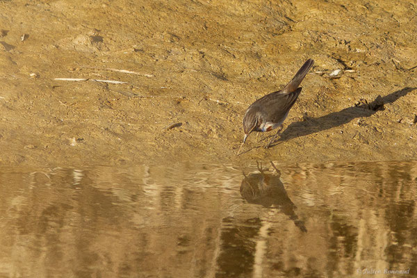 Gorgebleue à miroir — Luscinia svecica (Linnaeus, 1758), (Parc Naturel du Delta de l'Ebre (Catalogne), Espagne, le 06/02/2022)