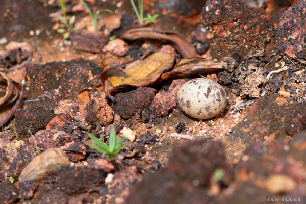 Engoulevent noirâtre — Nyctipolus nigrescens (Cabanis, 1848), (Petit-Saut, Guyane, le 04/08/2016)