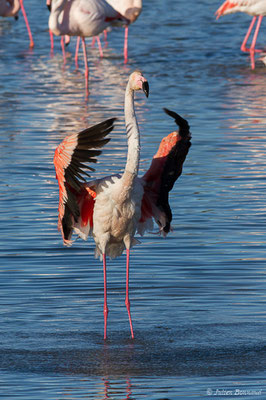 Flamant rose – Phoenicopterus roseus Pallas, 1811, (Parc ornithologique de Pont de Gau (13), France, le 20/02/2020)