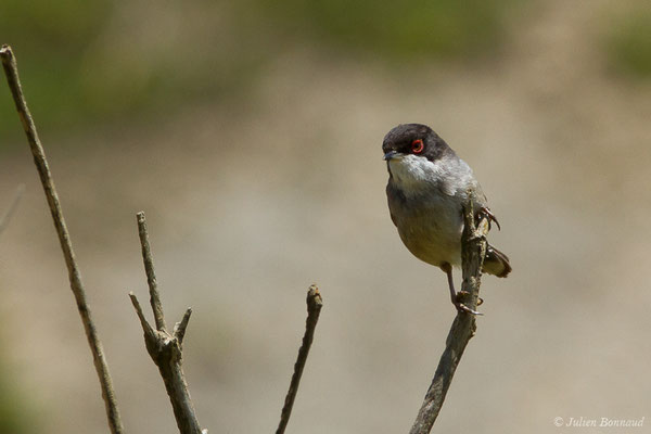Fauvette mélanocéphale — Sylvia melanocephala (Gmelin, JF, 1789), (mâle adulte) (Bidart (64), France, le 22/05/2019)