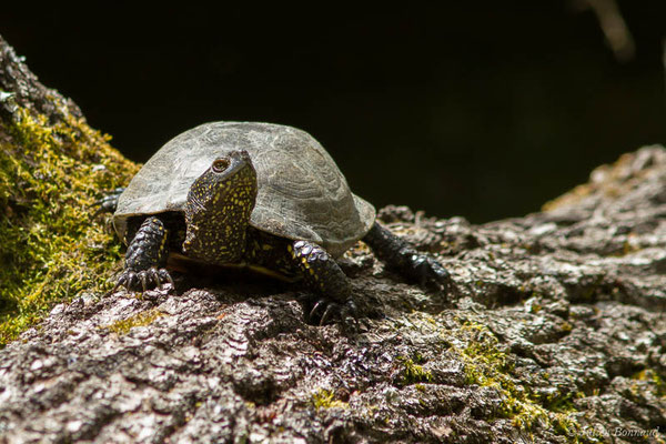 Cistude d'Europe — Emys orbicularis (Linnaeus, 1758)